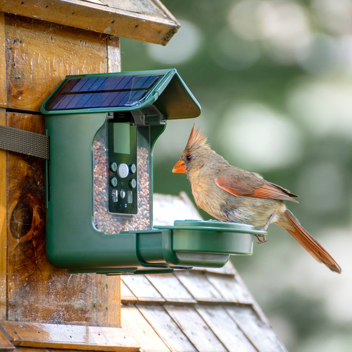 Caméra de mangeoires à oiseaux Bresser