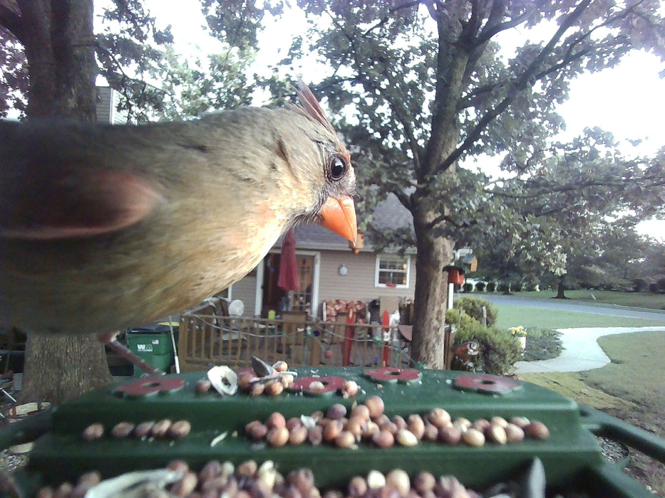 Explore Scientific Wild Bird Feeder Wi-Fi Camera