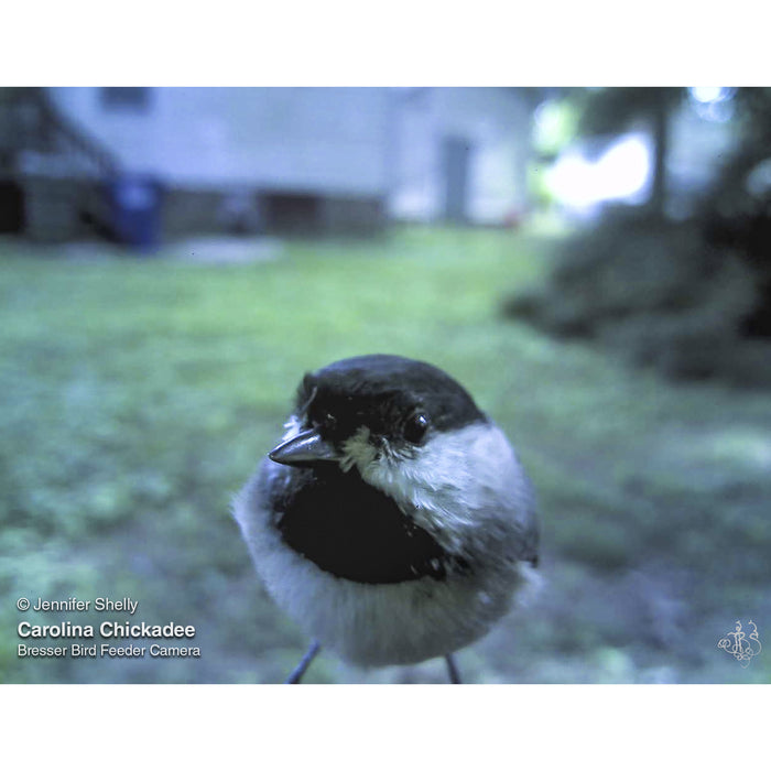 Caméra de mangeoires à oiseaux Bresser