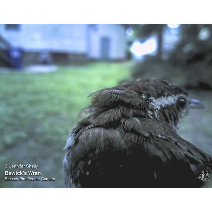 Caméra de mangeoires à oiseaux Bresser