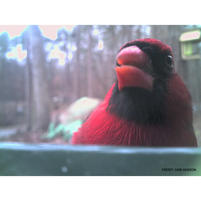 Caméra de mangeoires à oiseaux Bresser